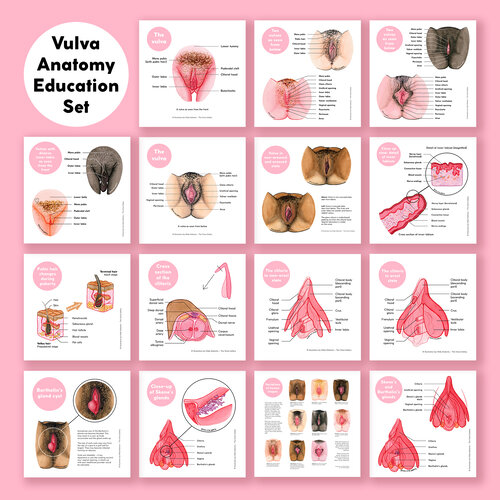 Vulva Anatomy Education Set
