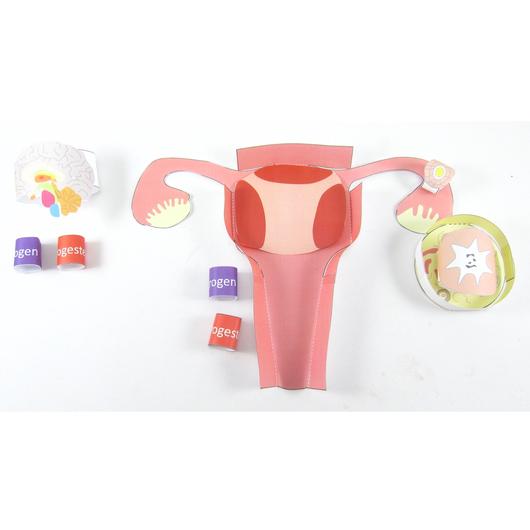 Origami Menstrual Cycle Model Activity