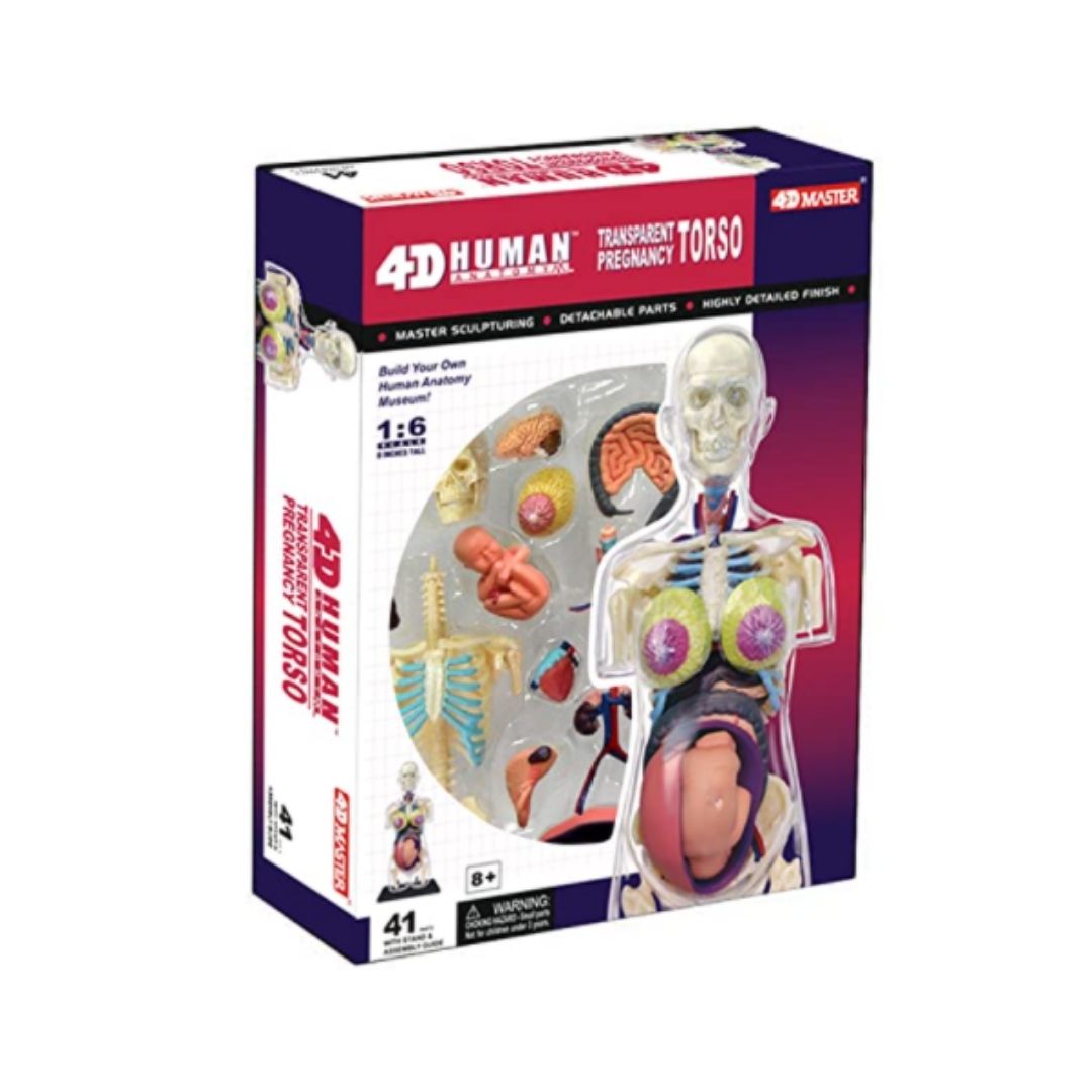 4D Transparent Pregnancy Torso Anatomy Model
