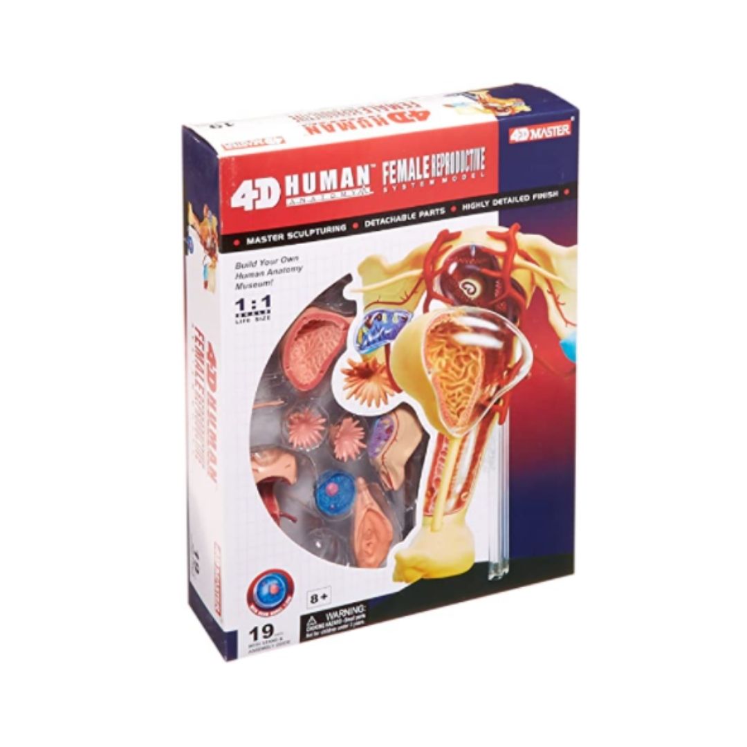 4D Uterine Anatomy Model