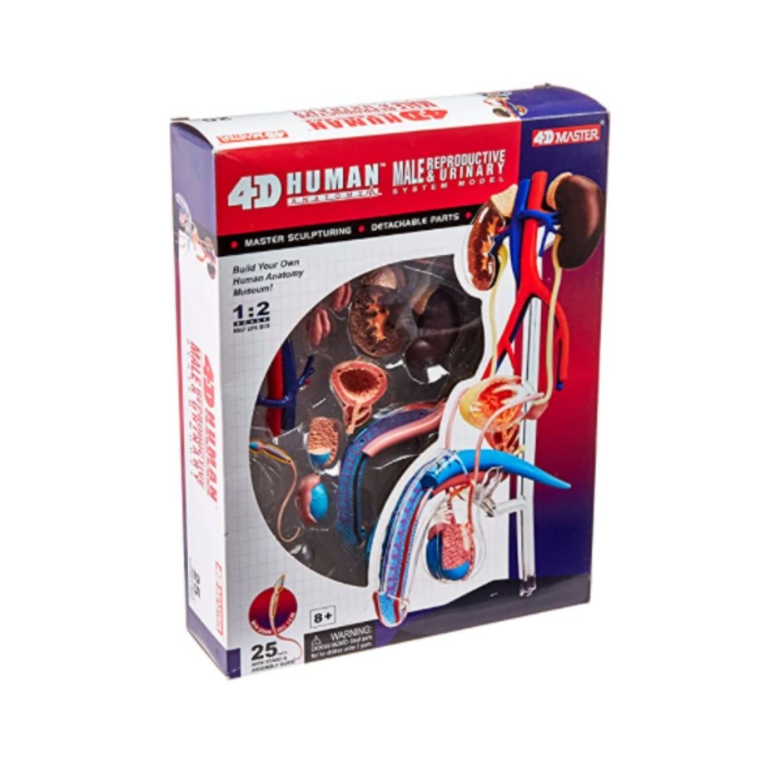 4D Transparent Penis Anatomy Model